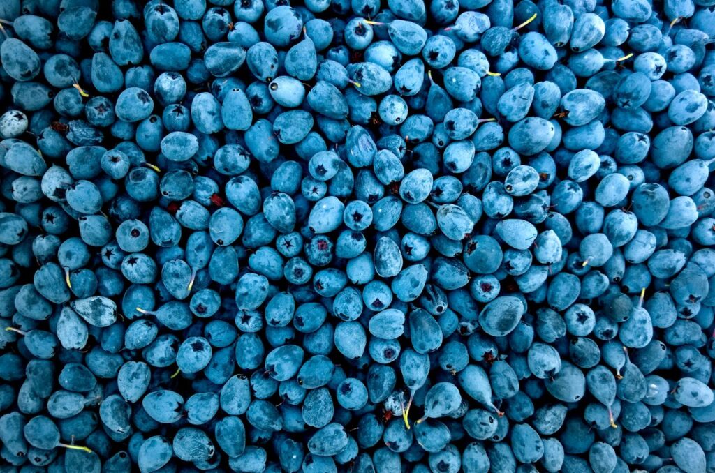A vibrant close-up of ripe blueberries showcasing freshness and rich blue hues, perfect for healthy eating themes.