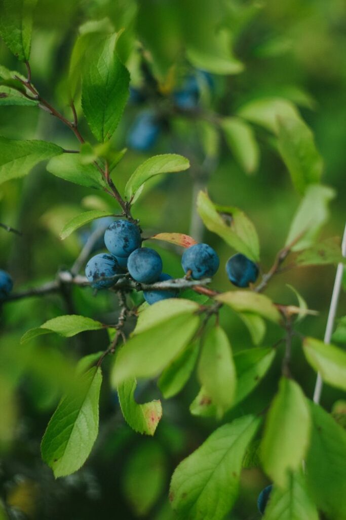 Vibrant close-up of blueberries and green leaves on a bush, depicting growth and nature.